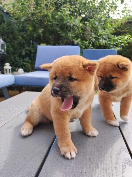 Japanese Shiba Inu puppies