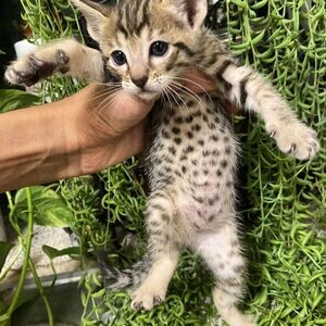 savannah kittens for re-homing WhatsApp me : ( +63 985 762 7466 ) | PostAds PH