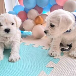 Miniature Schnauzer Puppies | PostAds PH