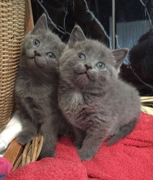   Russian Blue Kittens  WhatsApp me : ( +63 985 762 7466 )