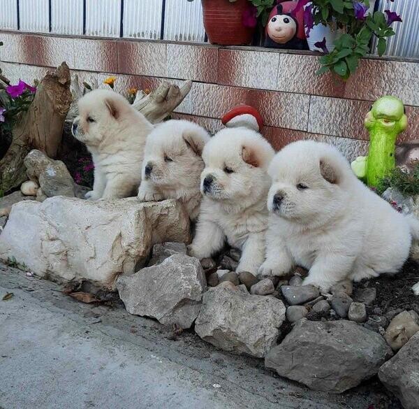 pure chow chow puppies