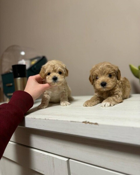 Cute Maltipoo