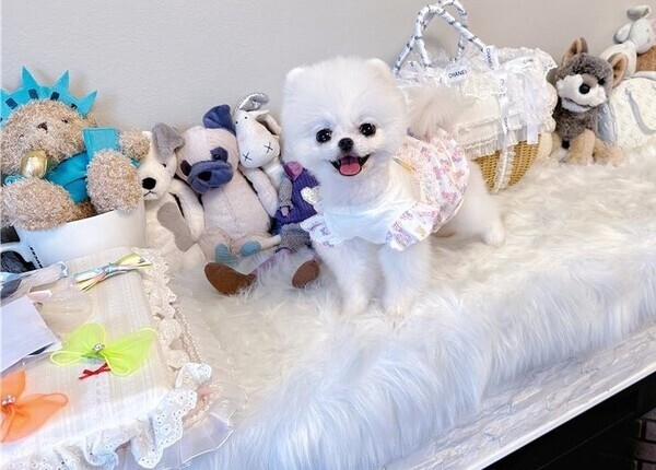 Pomeranian puppies Available