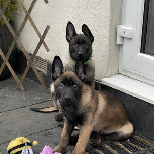 Beguim malinois | PostAds PH
