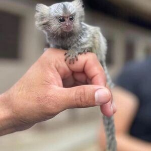 Marmoset Monkeys WhatsApp me : ( +63 985 762 7466 ) | PostAds PH