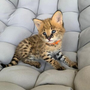 Serval Kittens for adoption WhatsApp me : ( +63 985 762 7466 ) | PostAds PH