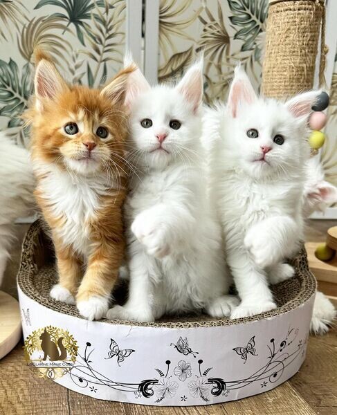  Maine Coon Kittens  WhatsApp me : ( +63 985 762 7466 )