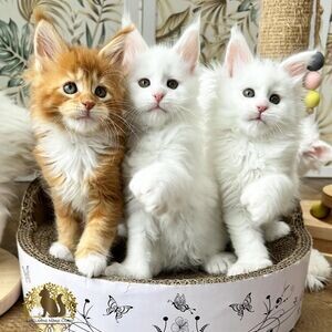 Maine Coon Kittens WhatsApp me : ( +63 985 762 7466 ) | PostAds PH