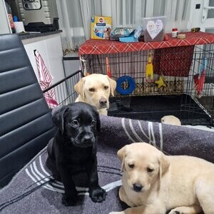 Labrador Puppies for adoption WhatsApp me : ( +63 985 762 7466 ) | PostAds PH