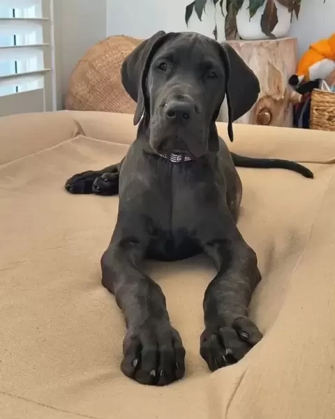   Great Dane Puppies  WhatsApp me : ( +63 985 762 7466 )