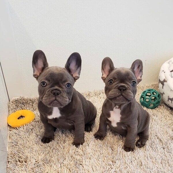    French Bulldog Puppies  WhatsApp me : ( +63 985 762 7466 )