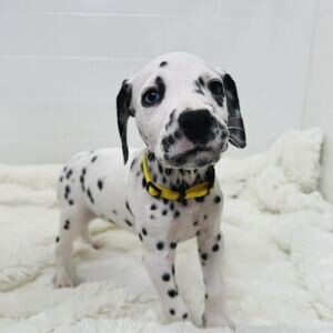 dalmatian puppies WhatsApp me : ( +63 985 762 7466 ) | PostAds PH