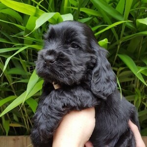 Cocker Spaniel Puppies WhatsApp me : ( +63 985 762 7466 ) | PostAds PH
