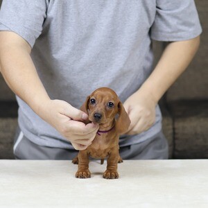 Mini dachshund puppies WhatsApp me : ( +63 985 762 7466 ) | PostAds PH