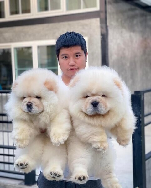   chow chow puppies  WhatsApp me : ( +63 985 762 7466 )