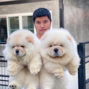 chow chow puppies WhatsApp me : ( +63 985 762 7466 ) | PostAds PH