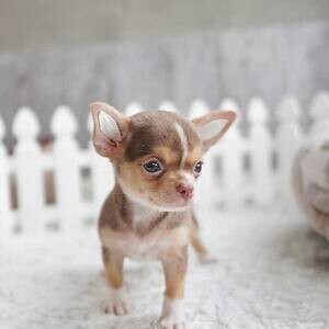 Chihuahua puppies WhatsApp me : ( +63 985 762 7466 ) | PostAds PH