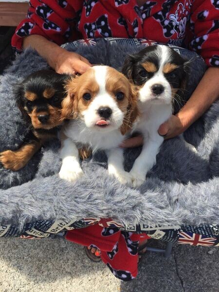  Cavalier King Charles puppies  WhatsApp me : ( +63 985 762 7466 )