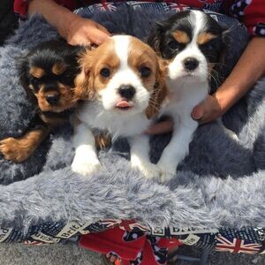 Cavalier King Charles puppies WhatsApp me : ( +63 985 762 7466 ) | PostAds PH