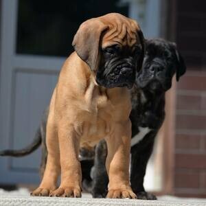 BullMastiff Puppies WhatsApp me : ( +63 985 762 7466 ) | PostAds PH