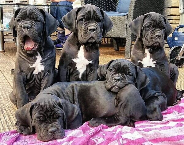  Cane Corso puppies  WhatsApp me : ( +63 985 762 7466 )