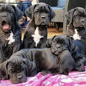 Cane Corso puppies WhatsApp me : ( +63 985 762 7466 ) | PostAds PH