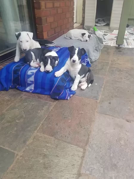   Bull terrier Puppies  WhatsApp me : ( +63 985 762 7466 )