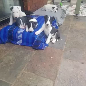 Bull terrier Puppies WhatsApp me : ( +63 985 762 7466 ) | PostAds PH