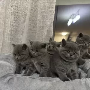 british shorthair kittens WhatsApp me : ( +63 985 762 7466 ) | PostAds PH