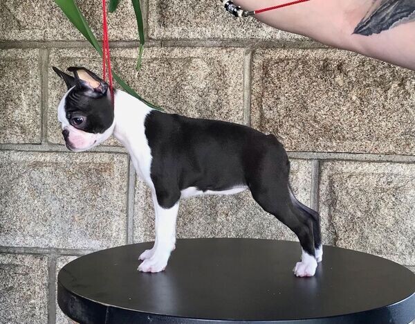   Boston Terrier Puppies  WhatsApp me : ( +63 985 762 7466 )