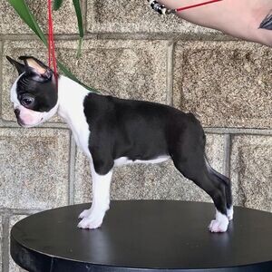 Boston Terrier Puppies WhatsApp me : ( +63 985 762 7466 ) | PostAds PH