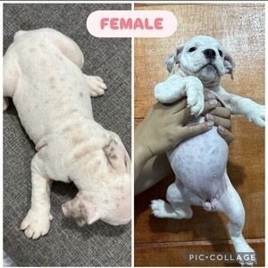 Pure English Bulldog for sale (No papers) | PostAds PH