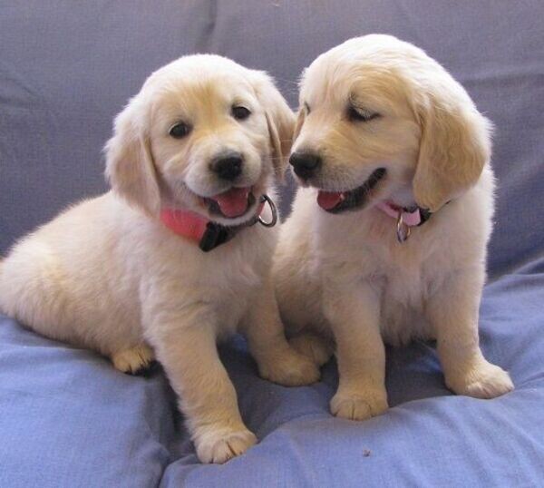 Male and female Golden Retriever puppies for adoption
