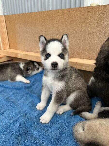 Siberian husky puppy's