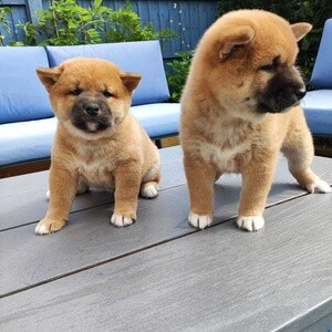 Japanese Shiba Inu puppies | PostAds PH