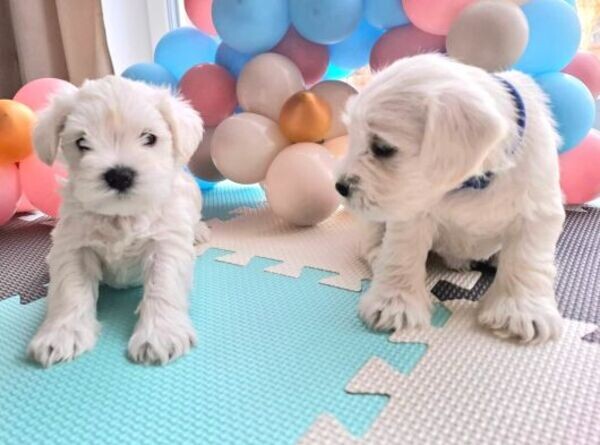 Miniature schnauzers puppies kc