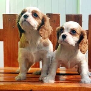 Cavalier King Charles Spaniel | PostAds PH