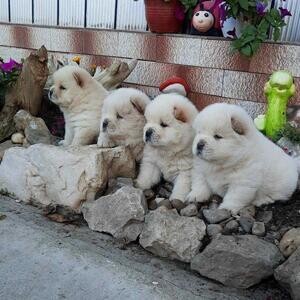 pure Chow Chow puppies | PostAds PH