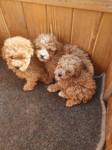 Maltipoo puppies small toy