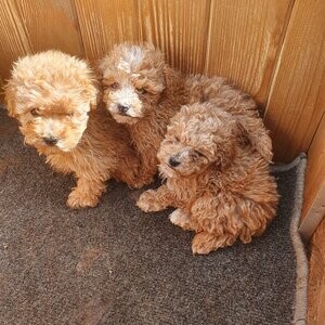 Maltipoo puppies small toy | PostAds PH