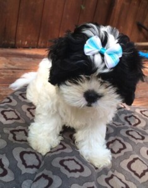 Shitzu puppies for sale