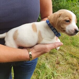 Jack russell puppies | PostAds PH