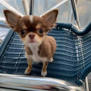 Apple head Chihuahuas | PostAds PH