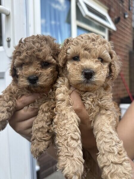 Stunning poodle pups