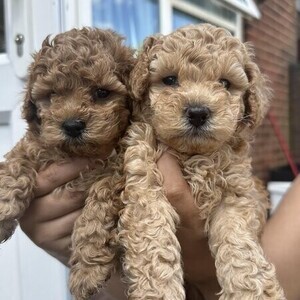 Stunning poodle pups | PostAds PH
