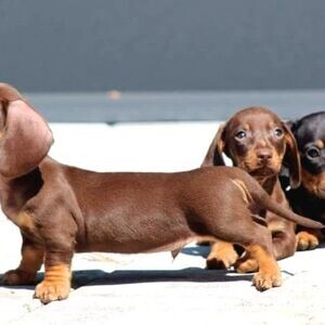 Dachshund puppies for sale | PostAds PH