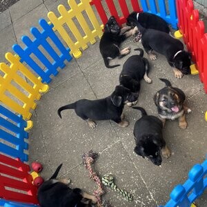 German Shepherd puppies | PostAds PH