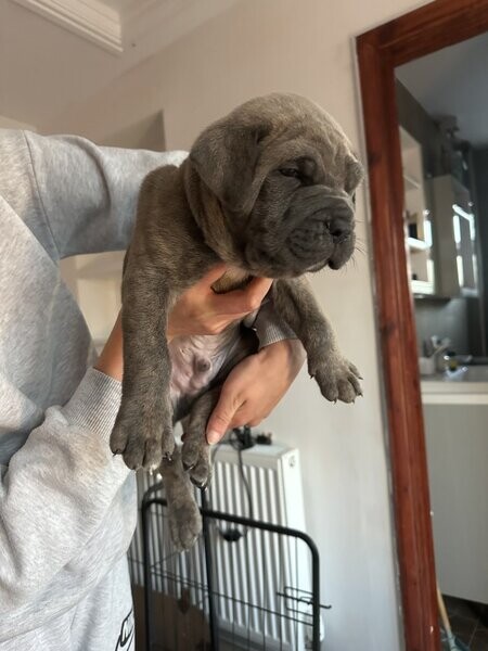 Champion Cane Corso Puppy