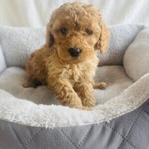 F1b Cavapoo Puppies homebred | PostAds PH