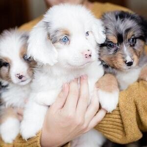 Rare merle Australian shepherd puppy | PostAds PH